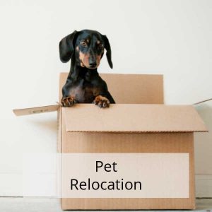 pet relocation in Australia