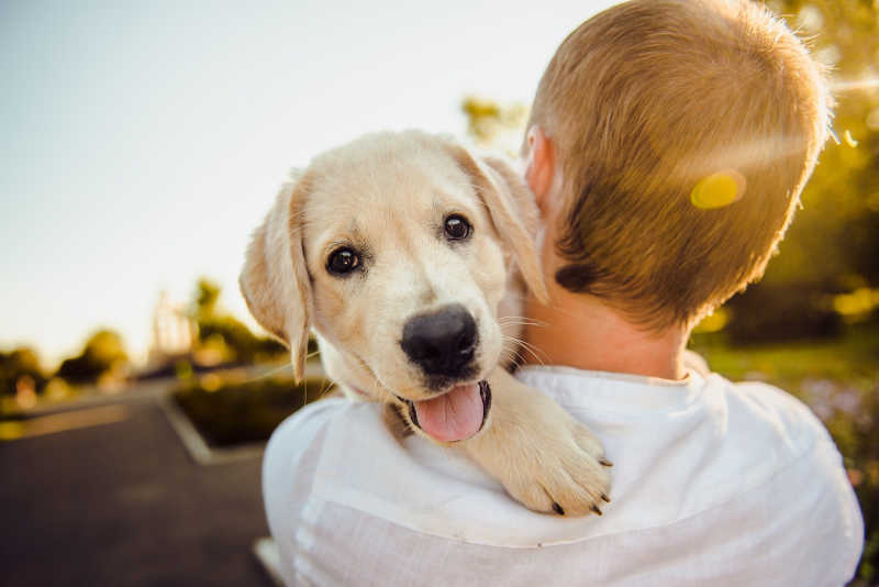 Renting with pets. The new rental laws in Victoria